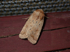 Proteuxoa senta