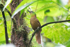 Thripadectes rufobrunneus