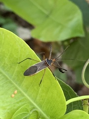 Zelus grassans