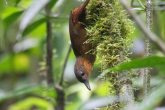 Thripadectes rufobrunneus