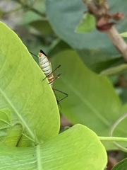 Zelus grassans