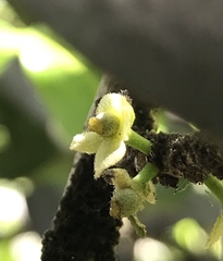 Drypetes diversifolia