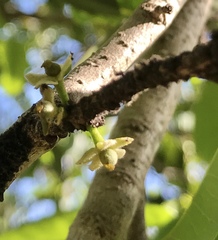 Drypetes diversifolia