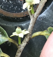 Drypetes diversifolia