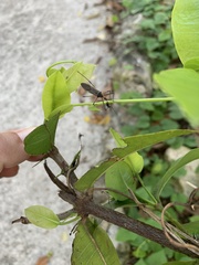 Zelus grassans