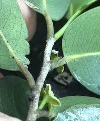 Drypetes diversifolia