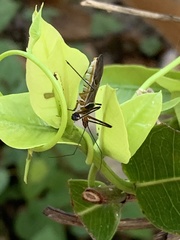 Zelus grassans