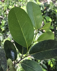 Drypetes diversifolia