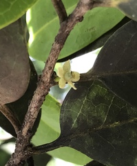 Drypetes diversifolia