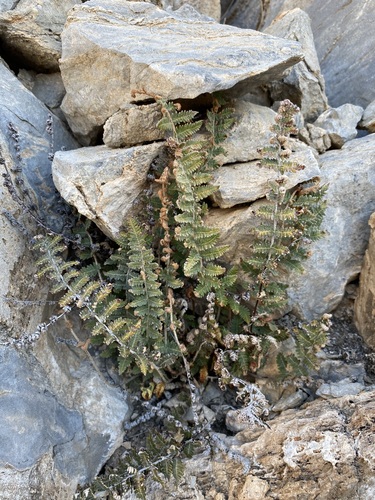 Image of Notholaena aschenborniana by (c) Matt Berger, some rights reserved (CC BY)