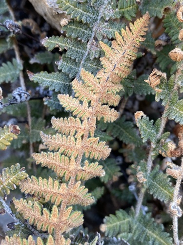Image of Notholaena aschenborniana by (c) Matt Berger, some rights reserved (CC BY)