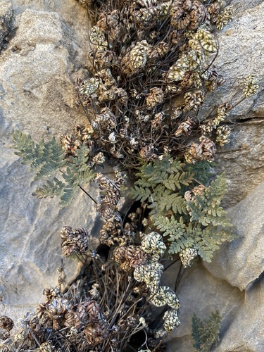 Image of Notholaena neglecta by (c) Matt Berger, some rights reserved (CC BY)