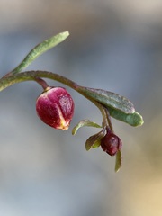 Thamnosma texana