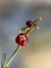 Thamnosma texana