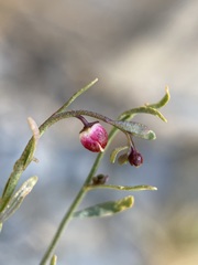 Thamnosma texana