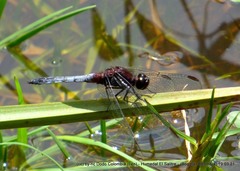 Erythrodiplax abjecta