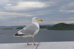 Larus argentatus