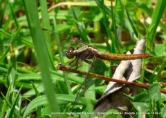 Erythrodiplax abjecta