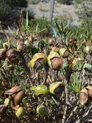 Colliguaja integerrima