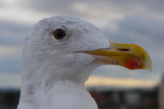 Larus argentatus