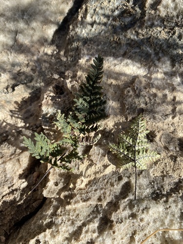 Image of Notholaena neglecta by (c) Matt Berger, some rights reserved (CC BY)