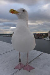 Larus argentatus