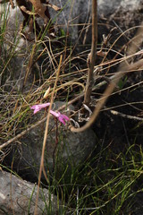 Disa inflexa