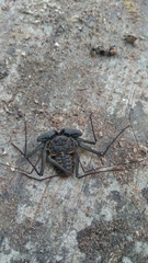 Phrynus operculatus