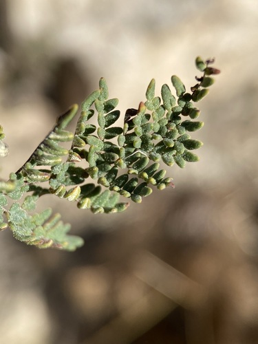 Image of Notholaena neglecta by (c) Matt Berger, some rights reserved (CC BY)