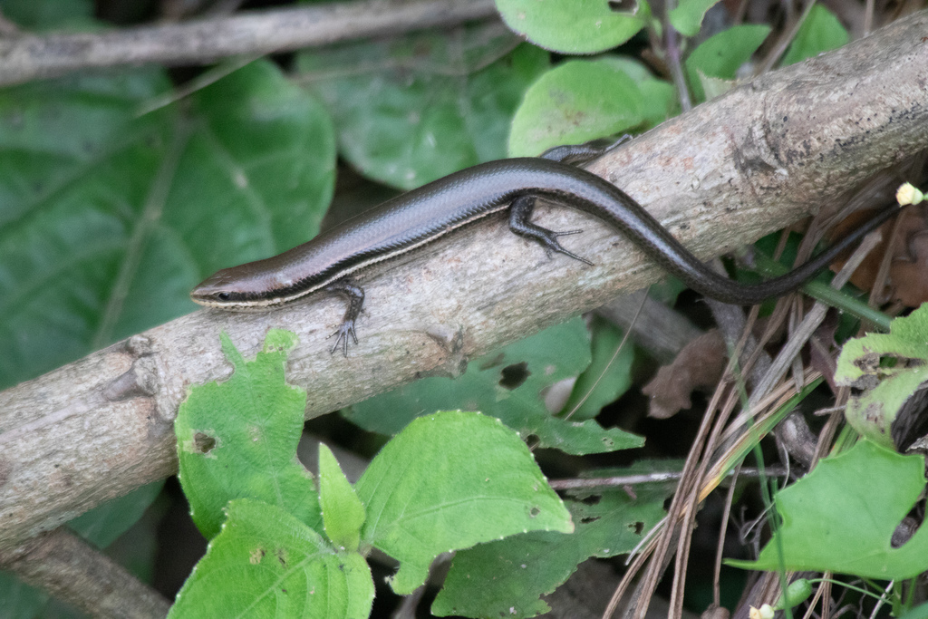 Western Middle America Skink