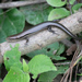 Guanacaste Skink - Photo (c) DiegoH, some rights reserved (CC BY), uploaded by DiegoH