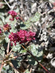Eriogonum grande rubescens