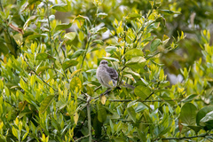 Mimus polyglottos