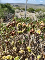 Colliguaja integerrima