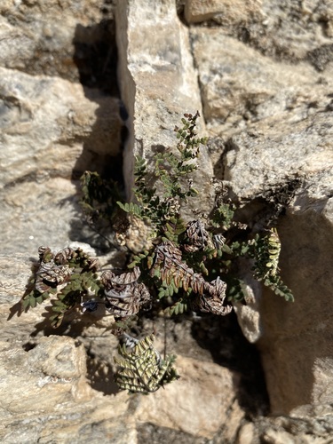 Maxon's cloak fern (Notholaena neglecta)