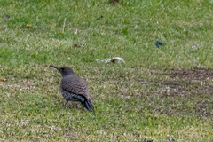Colaptes auratus