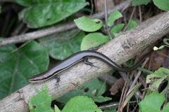Marisora brachypoda