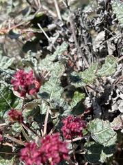 Eriogonum grande rubescens