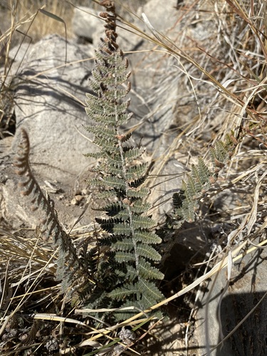 Image of Notholaena aschenborniana by (c) Matt Berger, some rights reserved (CC BY)