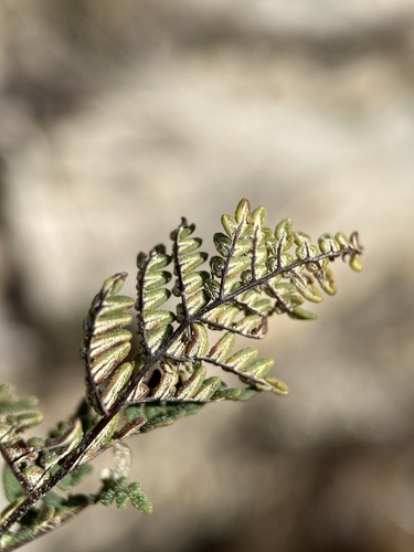 Image of Notholaena neglecta by (c) Matt Berger, some rights reserved (CC BY)