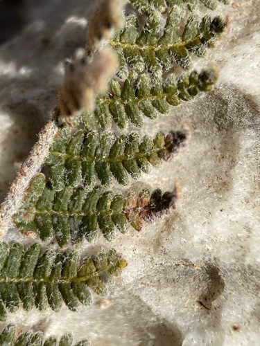 Image of Notholaena aschenborniana by (c) Matt Berger, some rights reserved (CC BY)
