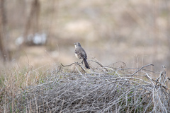 Mimus polyglottos
