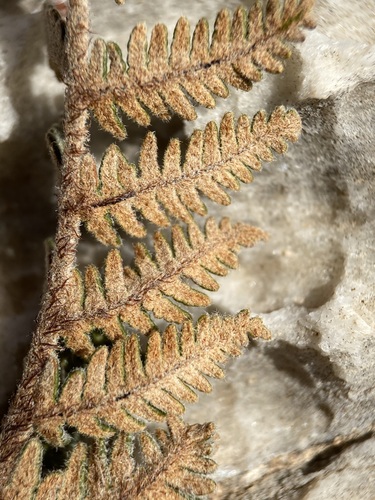 Image of Notholaena aschenborniana by (c) Matt Berger, some rights reserved (CC BY)