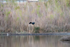 Quiscalus mexicanus