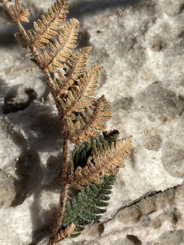 Image of Notholaena aschenborniana by (c) Matt Berger, some rights reserved (CC BY)