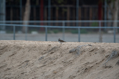 Charadrius vociferus