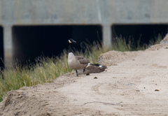Branta canadensis