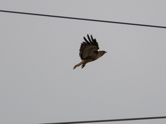 Buteo jamaicensis