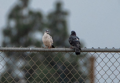 Columba livia