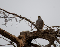Accipiter cooperii